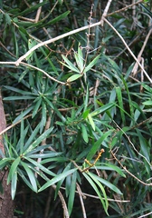 Dracaena usambarensis