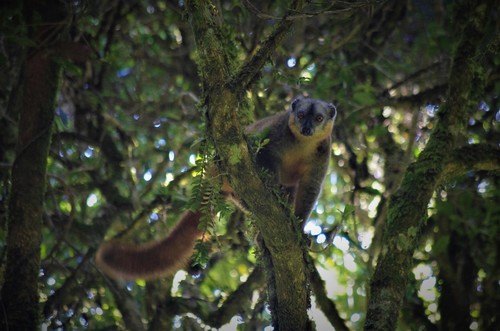 White-collared Lemur