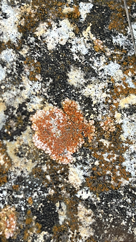 Squamulea galactophylla