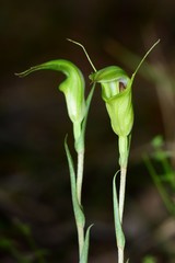 Pterostylis alveata
