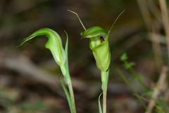 Pterostylis alveata
