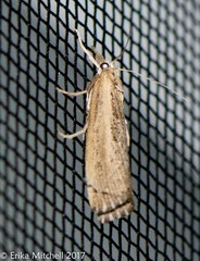 Neodactria luteolellus