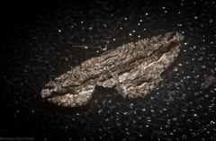 Scioglyptis canescaria