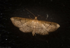 Hypolamprus ypsilon