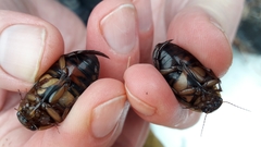 Dytiscus fasciventris