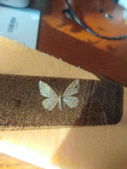 Idaea humiliata