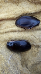 Dytiscus fasciventris