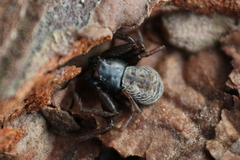 Coriarachne depressa