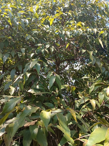 Cordia sellowiana, 2026-04-27