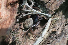 Coriarachne depressa
