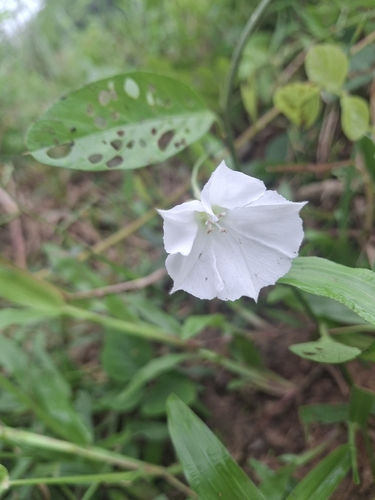 Aniseia martinicensis observed 2026-04-27