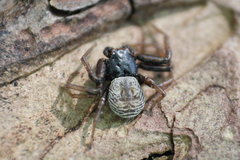 Coriarachne depressa