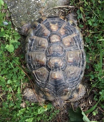 Testudo marginata