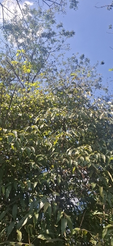 Cordia sellowiana, 2026-04-27