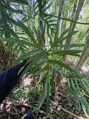 Philodendron angustisectum