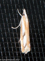 Catoptria latiradiellus