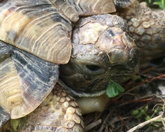 Testudo marginata