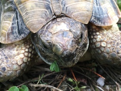 Testudo marginata