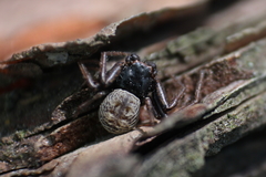 Coriarachne depressa