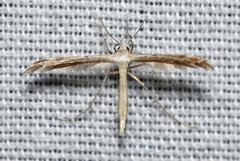 Lioptilodes albistriolatus