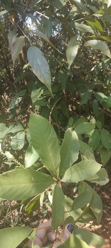 Cordia sellowiana, 2026-04-27