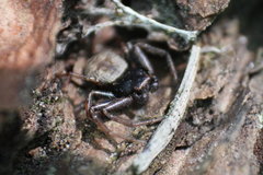 Coriarachne depressa