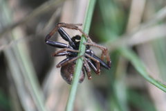 Coriarachne depressa