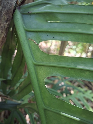 Philodendron angustisectum, photograph 1