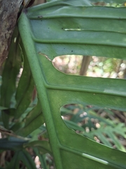 Philodendron angustisectum, photograph (c) Daniel Mesa, some rights reserved (CC BY)