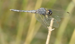 Indothemis carnatica