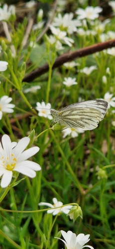 Green-veined White, 9755 TM Onnen, Nederland, photo 8 of 10