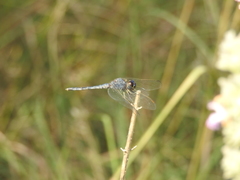 Indothemis carnatica