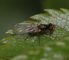 Chamaepsila