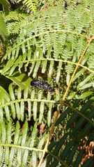 Epicauta vidua
