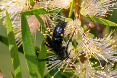 Laeviscolia frontalis