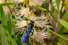 Laeviscolia frontalis