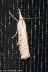Crambus saltuellus