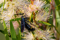 Laeviscolia frontalis