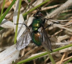 Gymnocheta viridis
