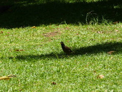 Acridotheres tristis