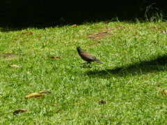 Acridotheres tristis