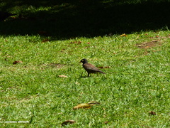 Acridotheres tristis
