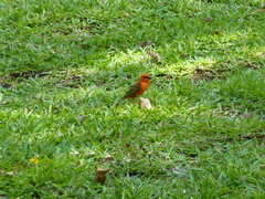 Foudia madagascariensis