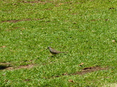 Geopelia striata