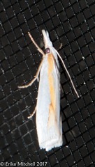 Crambus girardellus
