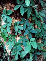 Tetrastigma obtectum