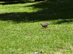 Nesoenas picturatus