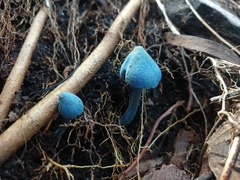 Entoloma virescens