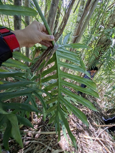 Philodendron angustisectum, photograph 2