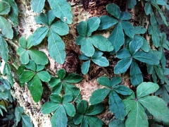 Tetrastigma obtectum